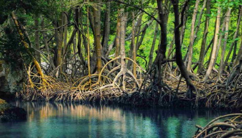 sundarban west Bengal tourism